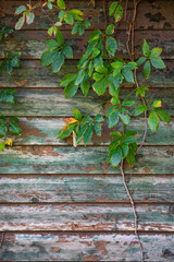 Green Vine Leaves hanging on barn wood wall