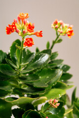 Home flower orange blooming Kalanchoe on a light background. Orange blooming Kalanchoe close up
