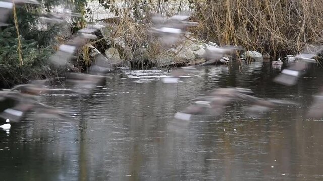 Ducks swimming in the cold pond.  West Vancouver BC Canada  
