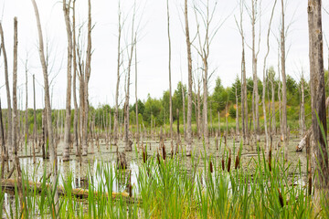 A swamp with dry dead trees, logs, and flowering cattails. Natural background