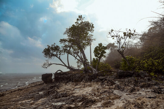 Tree at coastline