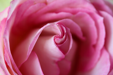 Background: beautiful pink rose flower macro