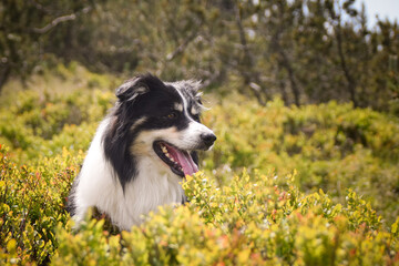 Fototapeta premium Border collie is sitting in the grass. He is so crazy dog on trip.