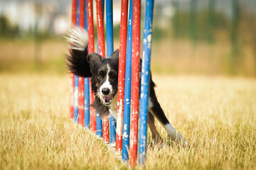 Tricolor border collie in agility slalom on Ratenice competition. Amazing day on czech agility competition in town Ratenice it was competition only for large.