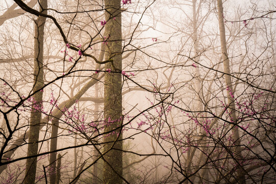 Foogy morning in smoky mountain with first spring pink flowers