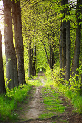 Fototapeta premium An alley of trees with young, fresh spring foliage. Naturalness, ecology, springtime. Copy space, background