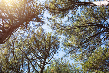 A pattern of crowns and tree branches against the sky. Bottom view.