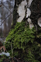 moss covered tree