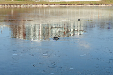 The lake in the city park is covered with ice