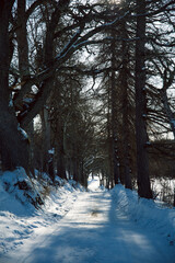 Winter road framed by old trees. 