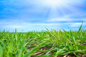 Fototapeta premium Young and green sprouts of winter crops sprout from the ground in even rows