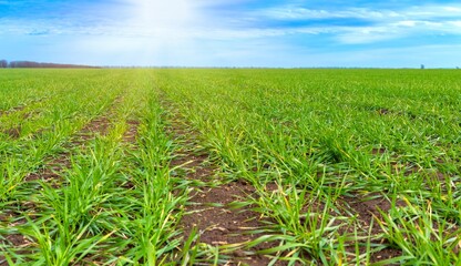 Agricultural field with green rows of winter crops (Panorama)