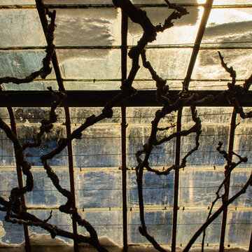 late afternoon sunshine on the frozen windows of  old greenhouse with vines from the inside; abstract.