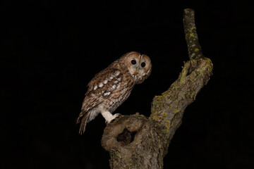 Tawny owl (Strix aluco) photographed at night