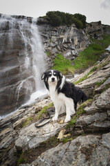 Portrait of border collie in austria nature. He is waiting on stone.