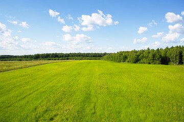 A bright green field with cereals in the spring. Agricultural industry, ecology, spring time, copy space. Pure nature