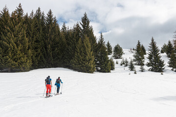 Ski touring in near the pines, Beaufortain, French Alps, France