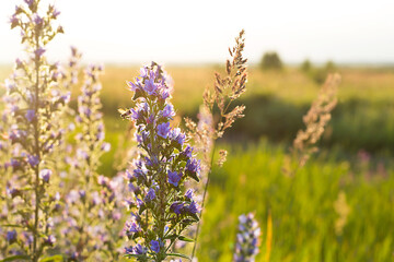 Field of wild violet flowers in the grass in the sun. Spring time, summertime, ecology, rural natural life, authenticity, cottage core. Copy space
