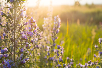 Obraz premium Field of wild violet flowers in the grass in the sun. Spring time, summertime, ecology, rural natural life, authenticity, cottage core. Copy space