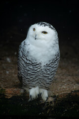 snowy owl in the snow