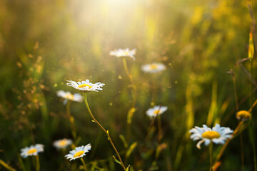Field of daisies flowers in the grass in the sun. Spring time, summertime, ecology, rural natural...