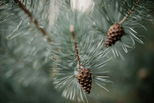 Close-up of pine tree in forest