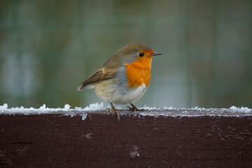 robin on snow