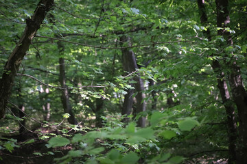 Green forest background, in front the leaves branches and in the back the trees.