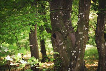 Beautiful tree in the forest with hollow.