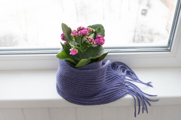 The flower in the pot is carefully wrapped in a scarf. The plant stands on the windowsill, the winter weather is visible outside the window. The concept of care and love