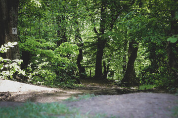 Forest and the road, crooked trees, the entries in the forest.