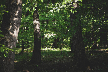 Sunshine on the bark of the trees in the forest,.