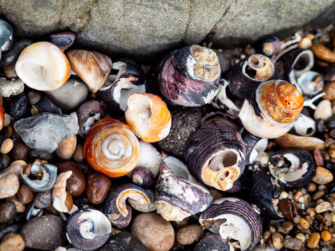 Close up of different color shells