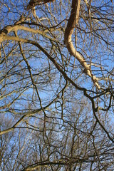branches against sky - sundance