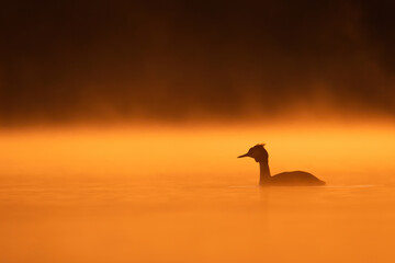 Great Crested Grebe (Podiceps cristatus), with beautiful orange coloured water surface. A beautiful water bird with red eyes in the morning mist. Wildlife scene from nature, Czech Republic.