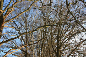 Obraz premium branches against sky