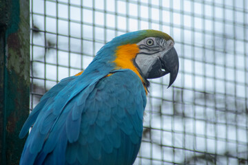 blue and yellow macaw