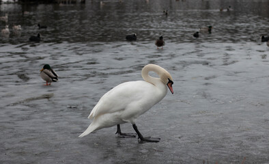 swan on the lake.