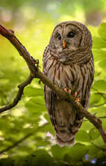 Bared Owl on a Branch