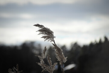 Obraz premium Grass in winter