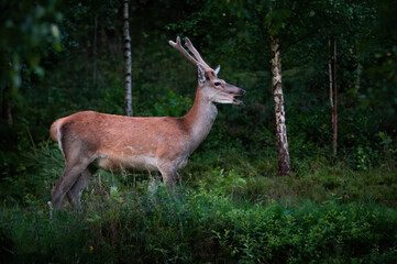 Naklejka na ściany i meble Red deer (Cervus elaphus), with beautiful green coloured background. Amazing mammal with brown hair in the dark forest. Wildlife scene from nature, Czech Republic