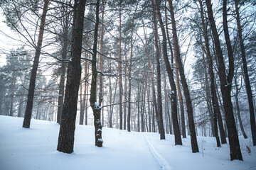 Frosty winter forest with tall pine trees and fog