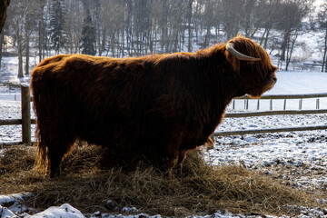 Sun shining on the beautiful long hair of a young Scottish highland bull standing on a snowy paddock in winter.