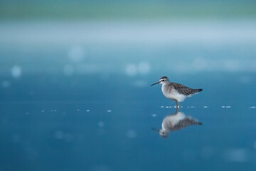 Wood sandpiper (Tringa glareola), with beautiful green background. Colorful shore bird with brown feather in the water in the lake. Wildlife scene from nature, Italy