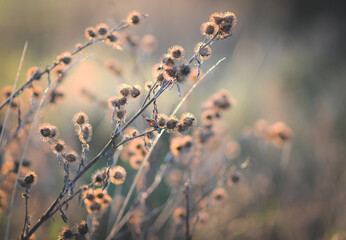 grass in the morning