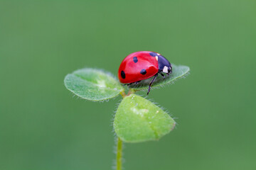 seven-spot ladybird on leaf in nature
