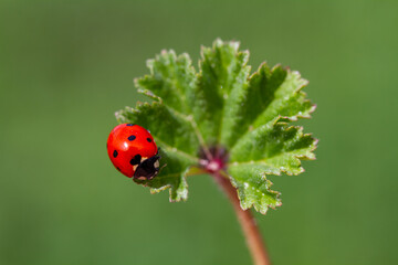 seven-spot ladybird on leaf in nature