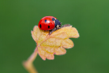 seven-spot ladybird on leaf in nature