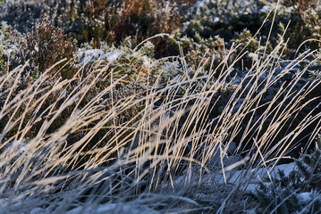 Beautiful natural patterned winter background of frozen tall grass and gorse plant in Dublin and Wicklow mountains, Ireland. Unusual Irish winter