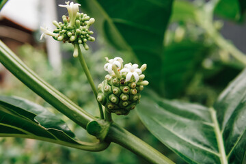 fresh noni fruit and flowers in the herbal garden. scientific name Morinda citrifolia